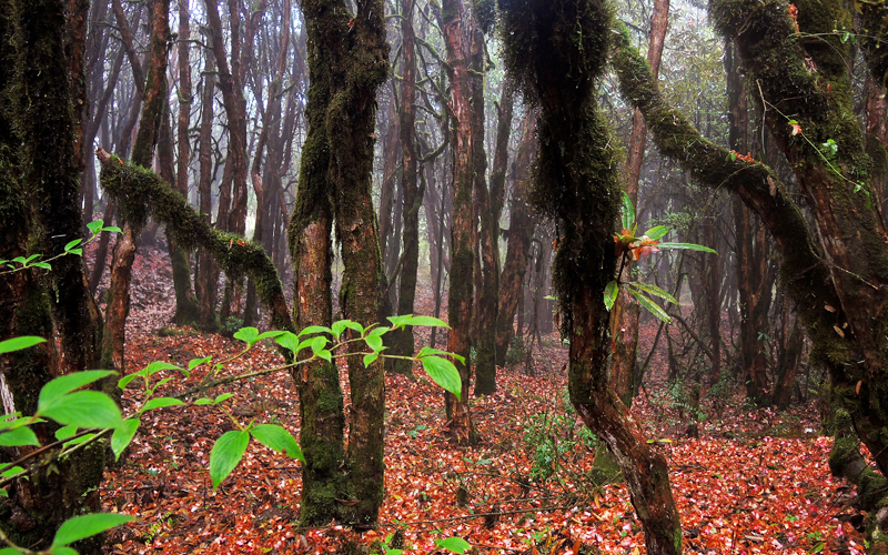 Barsey rhododendron sanctuary 